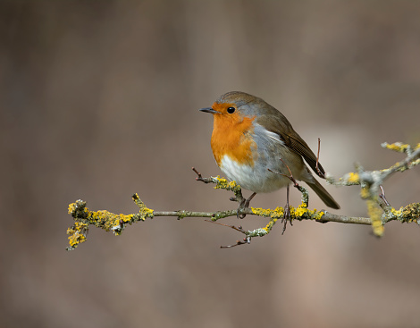 A single European robin perching on a twig with a few other twigs in the background, minimalism, white background, negative space, copy space