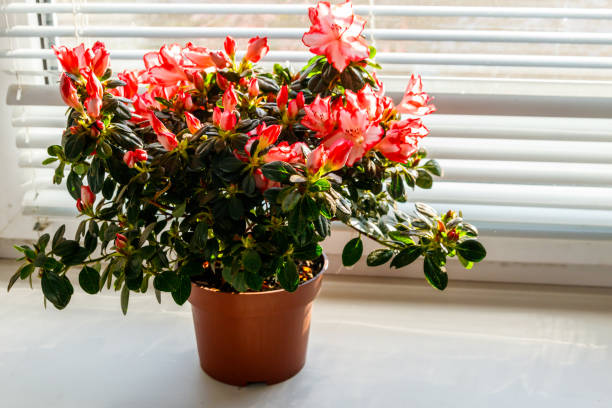 istock Blooming pink azalea in flower pot on windowsill 1307217976