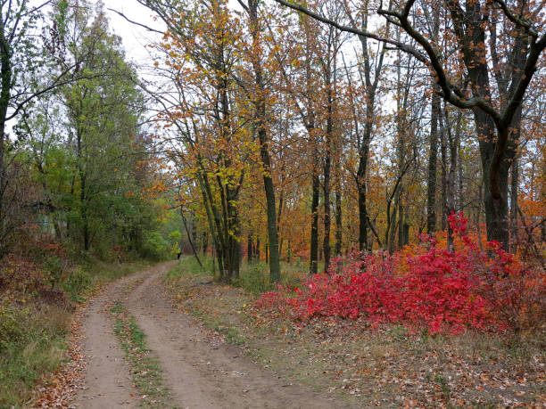 istock Bright beautiful colors of autumn in a deciduous forest. 1307218323