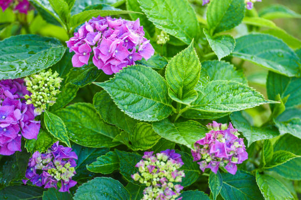 violet hydrangea blooming in the garden in summer. - hydrangea gardening blue ornamental garden imagens e fotografias de stock