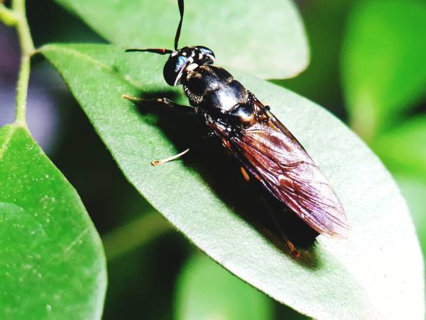 istock Black soldier fly on the green leaf 1307219412