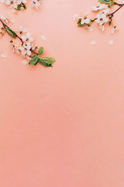 istock Cherry tree blossom. April floral nature and spring sakura blossom on soft pink background. Banner for 8 march, Happy Easter with place for text. Springtime concept. Top view. Flat lay. 1307219647