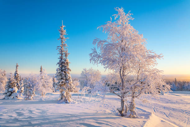 istock snow and frost covered trees, Lapland, Finland 1307219722