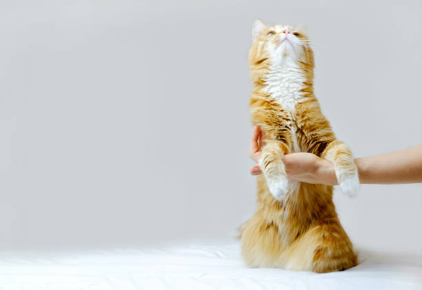 istock Ginger cat sitting on its hind legs and holds human hand on grey background. Copy space 1307219728