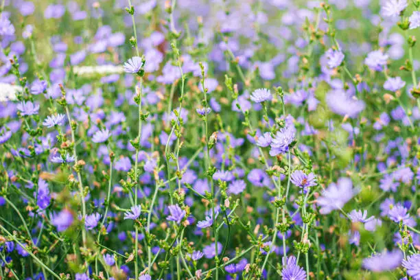 blossomed chicory flowers on a flower meadow. Purple flowers in the woods.