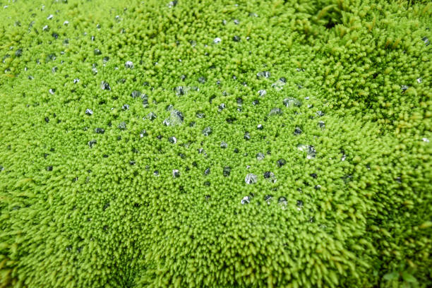 Water drops on a green carpet with moss.