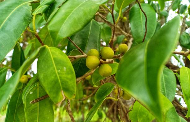 istock the fruit of the banyan tree 1307221999