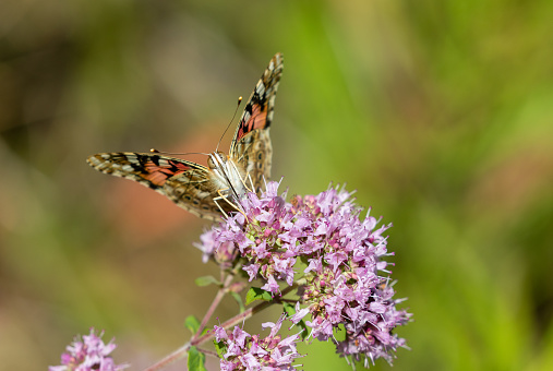 Front view of a painted lady butterfly sucking on flowering origanum.