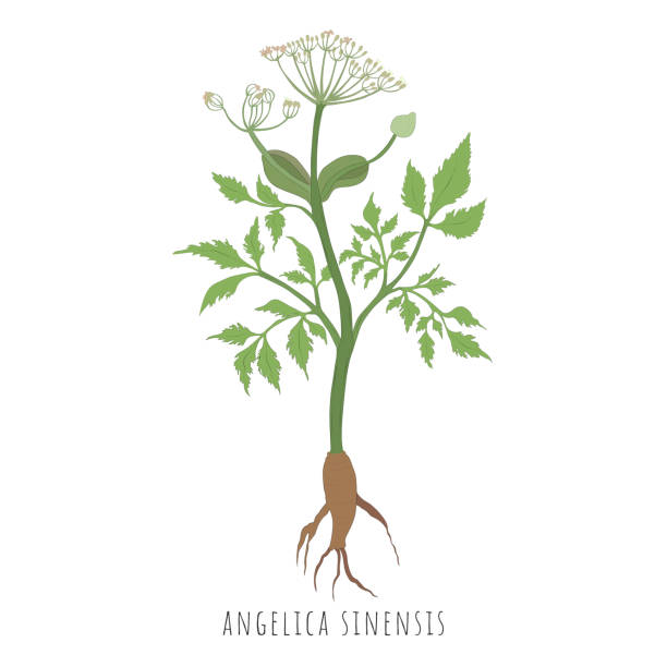 szkic angelica sinensis lub dong quai - angelica stock illustrations