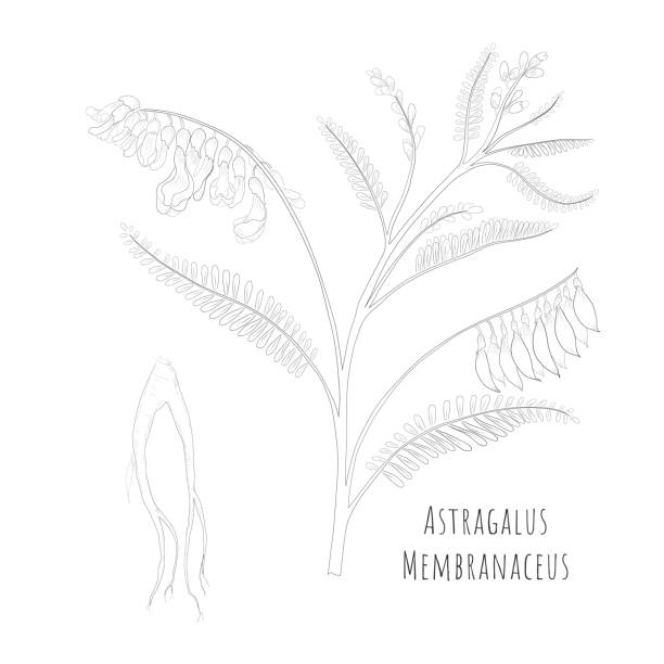 szkic astragalus membranaceus lub huang qi - astragalus root stock illustrations