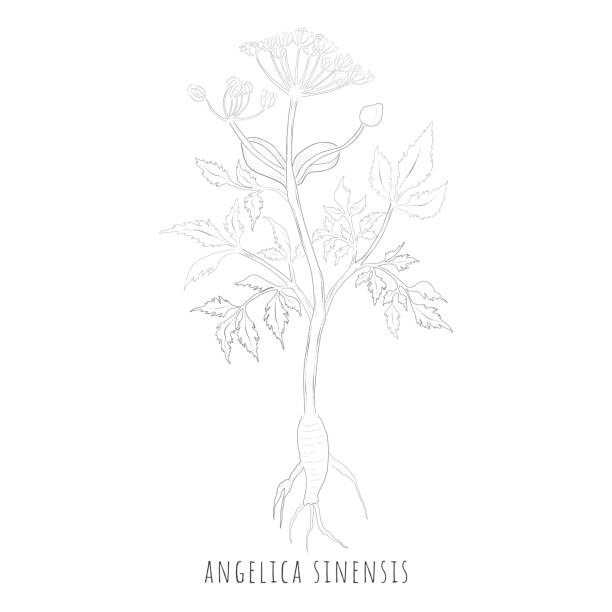 안젤리카 시넨시스 또는 동퀘이의 스케치 - angelica herb herbal medicine root stock illustrations