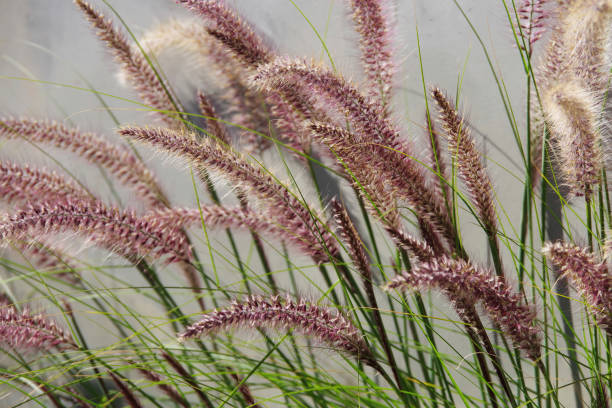 Red Grass Panicles Full frame close-up view of the panicles of the decorative red fountain grass pennisetum stock pictures, royalty-free photos & images