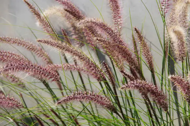 Full frame close-up view of the panicles of the decorative red fountain grass
