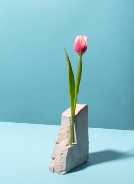 istock Fresh pink tulip on a stone with blue background 1307227709