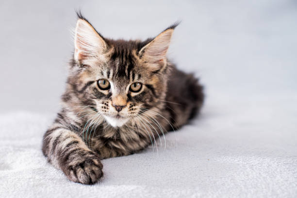 istock Maine Coon tabby kitten lies on light fluffy blanket 1307227822