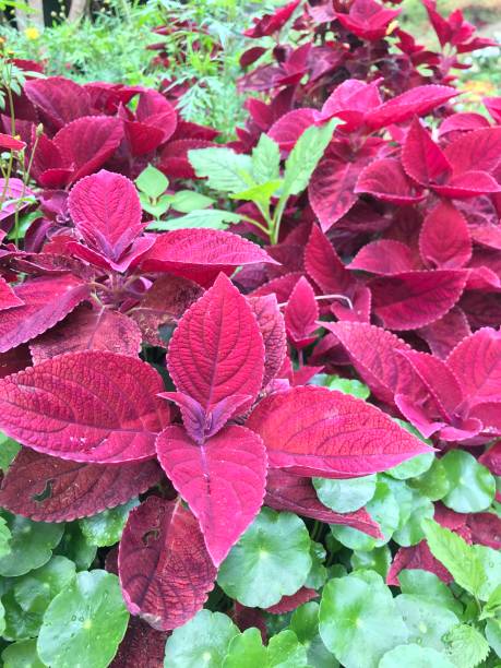 istock Acalypha wilkesiana flowers 1307227847