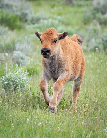 Bison (buffalo) calf running toward camera. Calf was running around in excitement at being free to run while mother grazed nearby.