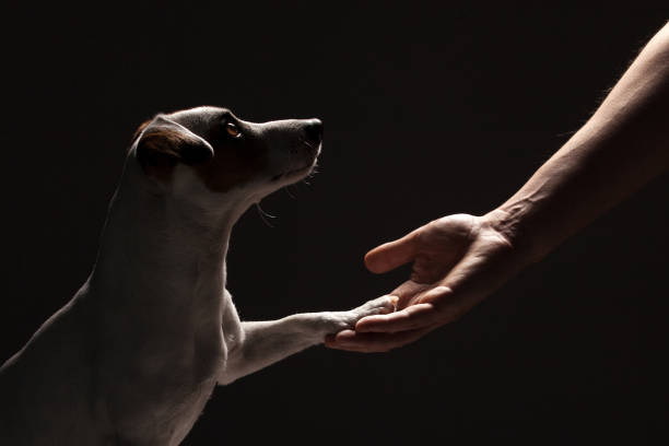 istock Dog paw takes the man 1307229349