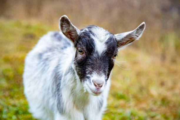 istock cute goat cub looks at the camera. 1307229405