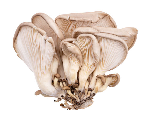 istock Oyster mushrooms isolated on a white background 1307229417