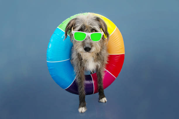 istock Funny dog pet going on summer vacations with a colorful ring inflatable and sunglasses. Isolated on blue background. 1307229721