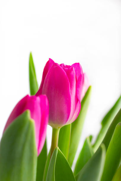 istock lilac tulip bud in green leaves close-up on a white background, with space for text. vertical photo. focus on the middle flower. the concept of a holiday, a postcard, a gift. 1307229775