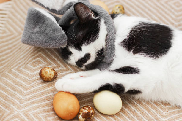 istock Cute cat in bunny ears sleeping with easter eggs on cozy yellow blanket. Happy Easter! Easter hunt 1307230030