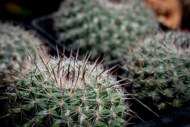 mammillaria schumannii"nthelocactus выращивается в черном горшке с размытым фоном. - mammillaria cactus стоковые фото и изображения