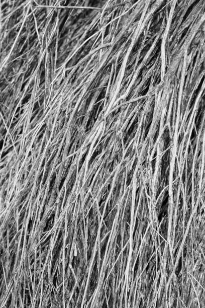 istock Dead Crucifixion Thorn Branch Mass Monochone 1307230975