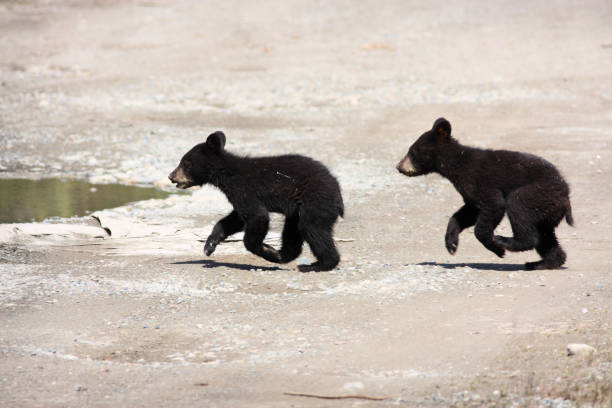 Twin Black Bear Cubs Galloping Together A pair of black bear twin cubs scamper across a gravelly surface, centered in the horizontal frame.  Both cubs are in a galloping pose with concerned expressions because the mother has left them straggling  behind. black bear cub stock pictures, royalty-free photos & images
