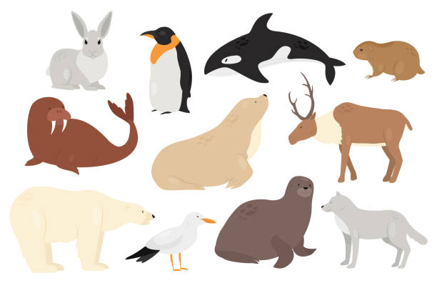 1,054 Tundra Illustrations & Clip Art - iStock | Tundra landscape, Arctic  tundra, Tundra swan