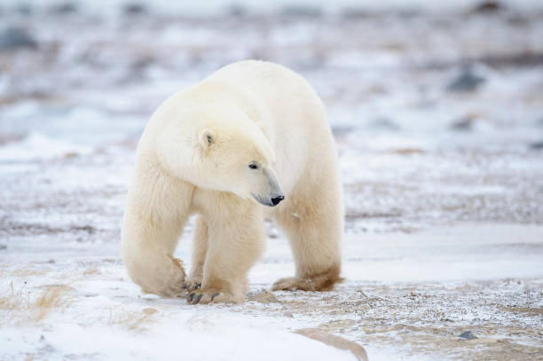 Polar bear (Ursus maritimus) Polar bear (Ursus maritimus) walking on tundra, Churchill, Manitoba, Canada. churchill manitoba stock pictures, royalty-free photos & images