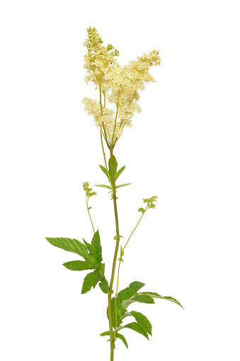 Filipendula ulmaria flower isolated on white background