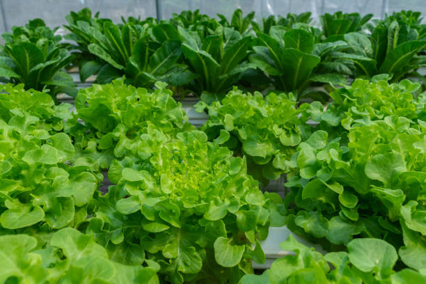 istock Hydroponic vegetables salad ingerdient , organic leave , healthy idea , food making concept 1307232803