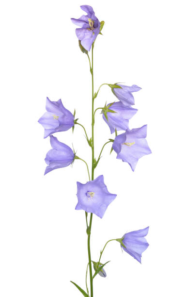 istock Campanula persicifolia flower 1307232826
