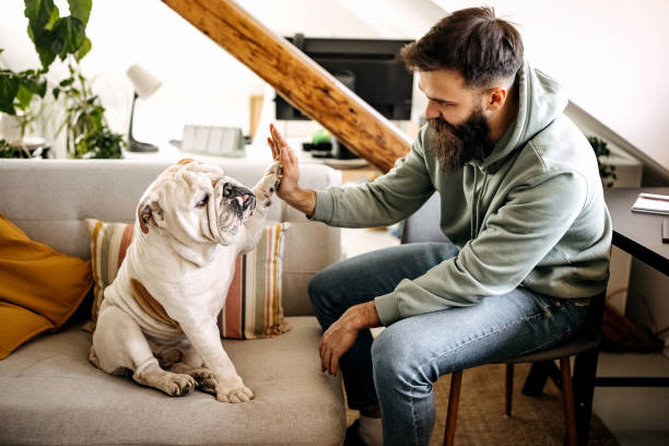 High five Young bearded man and his dog giving high five to one another performing tricks stock pictures, royalty-free photos & images