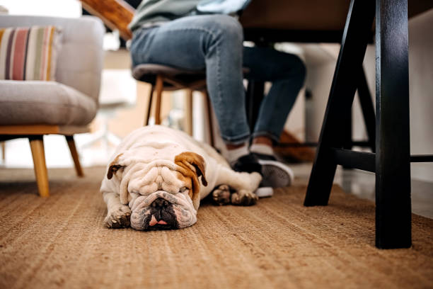 istock Dog is sleeping next to his owner working desk 1307236637