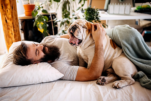 Young man with his english bulldog in the bed