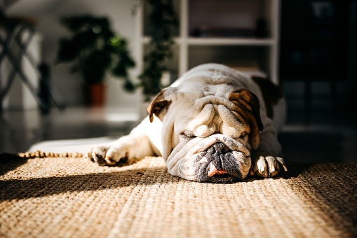 Cute Bulldog sleeping on carpet in apartment