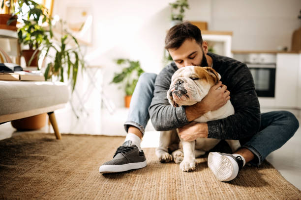 Life is good with a faithful friend by your side Young bearded man bonding with his english bulldog pet owner photos stock pictures, royalty-free photos & images