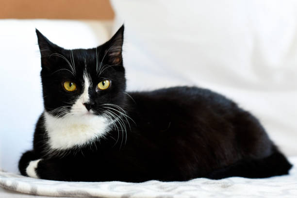 istock Young black cat lying at home, sweet and beautiful. 1307238015