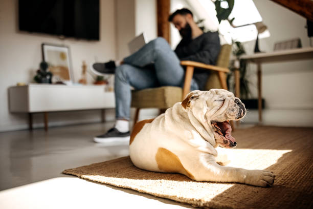 tired bulldog yawning while his owner is sitting in the background - english bulldog imagens e fotografias de stock