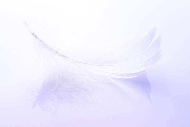 istock Feather falling. Nature abstract bird feather texture closeup on white background in macro photography. Glamorous sophisticated airy artistic image on soft blurred background. 1307238187