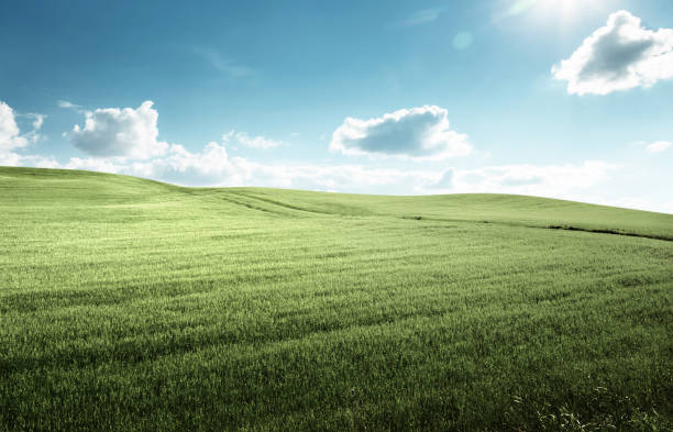 istock field of grass and perfect blue sky 1307238661