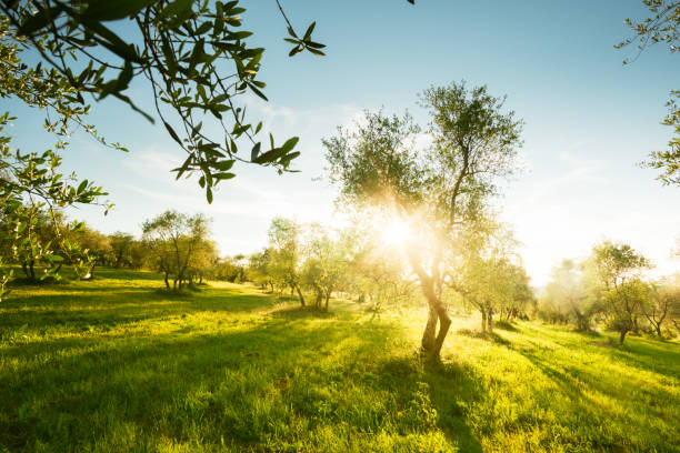 istock Olive trees garden in Tuscany, Italy 1307238662