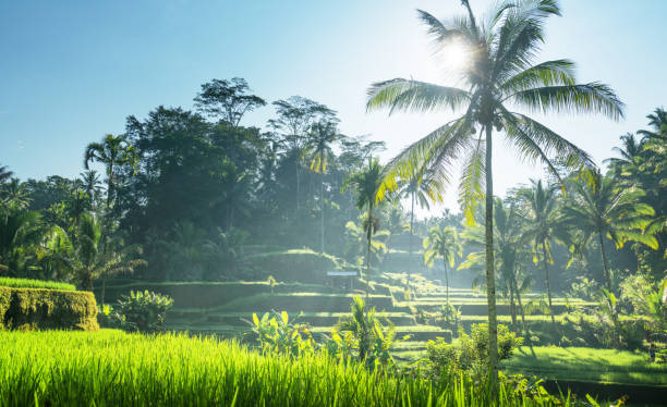 istock Tegalalang rice terrace, Bali, Indonesia 1307238676