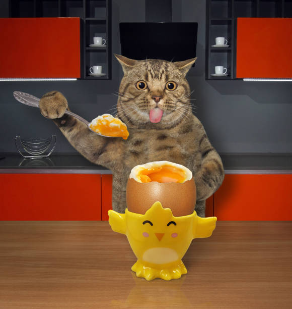 Beschikbaar Op de loer liggen Mitt Cat Eats Softboiled Egg 2 Stock Photo - Download Image Now - Baby Chicken,  Affectionate, Animal - iStock