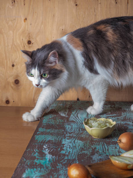 istock Playful fluffy tortoiseshell cat climbed on the table 1307240737