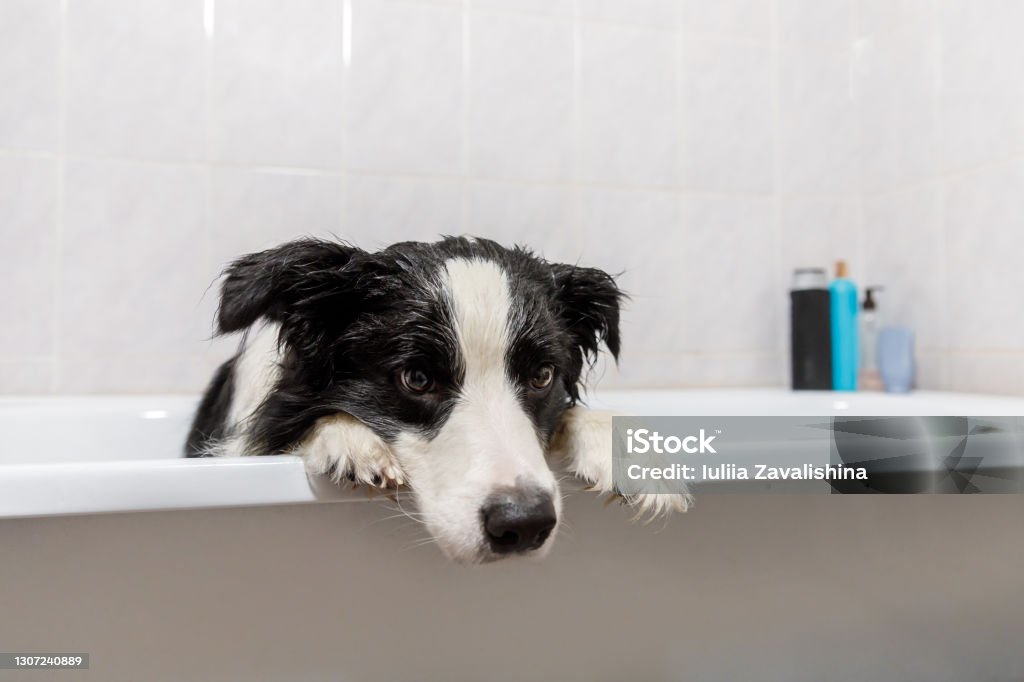 Rechtsaf Alarmerend Onderzoek Funny Indoor Portrait Of Puppy Dog Border Collie Sitting In Bath Gets  Bubble Bath Showering With Shampoo Cute Little Dog Wet In Bathtub In  Grooming Salon Dirty Dog Washing In Bathroom Stock