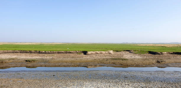 istock Tidal low water level in salt marsh creek 1307242846